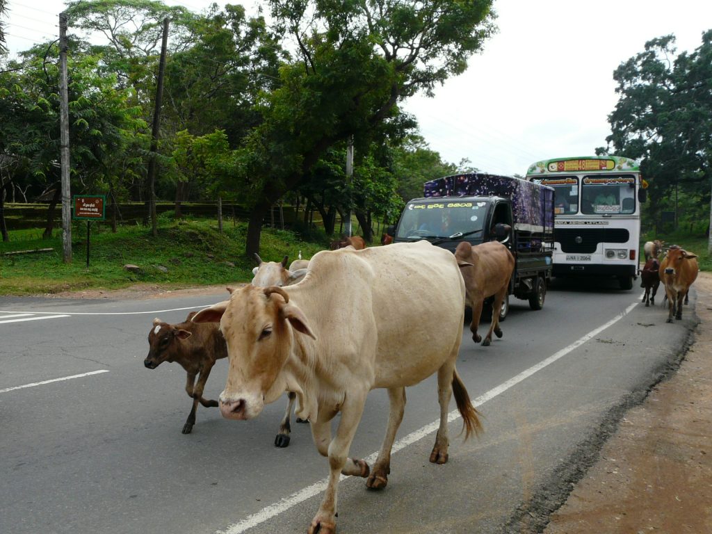 car srilanka