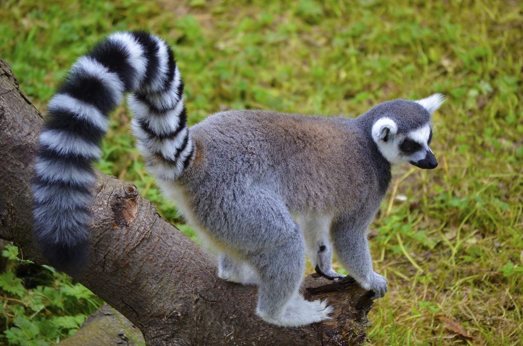 Madagascar